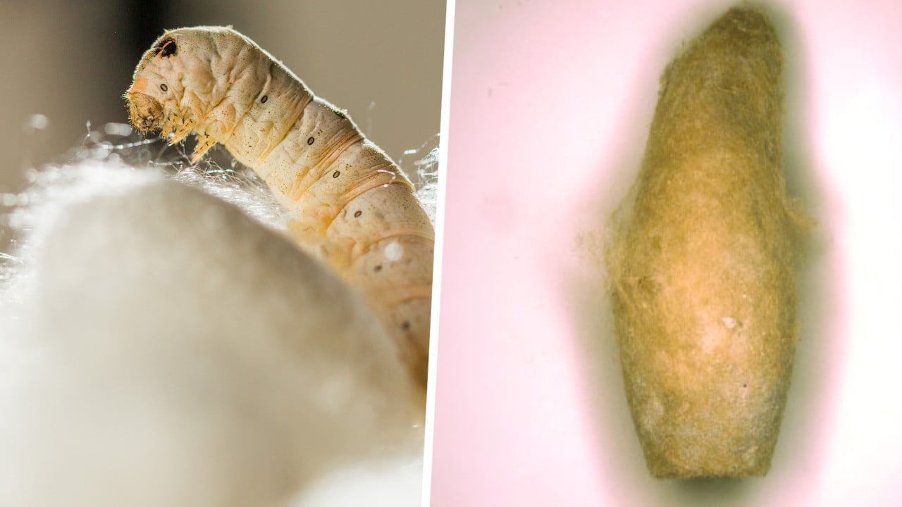 Evidence of earliest silkworm farming outside China found, upending Silk Road timeline