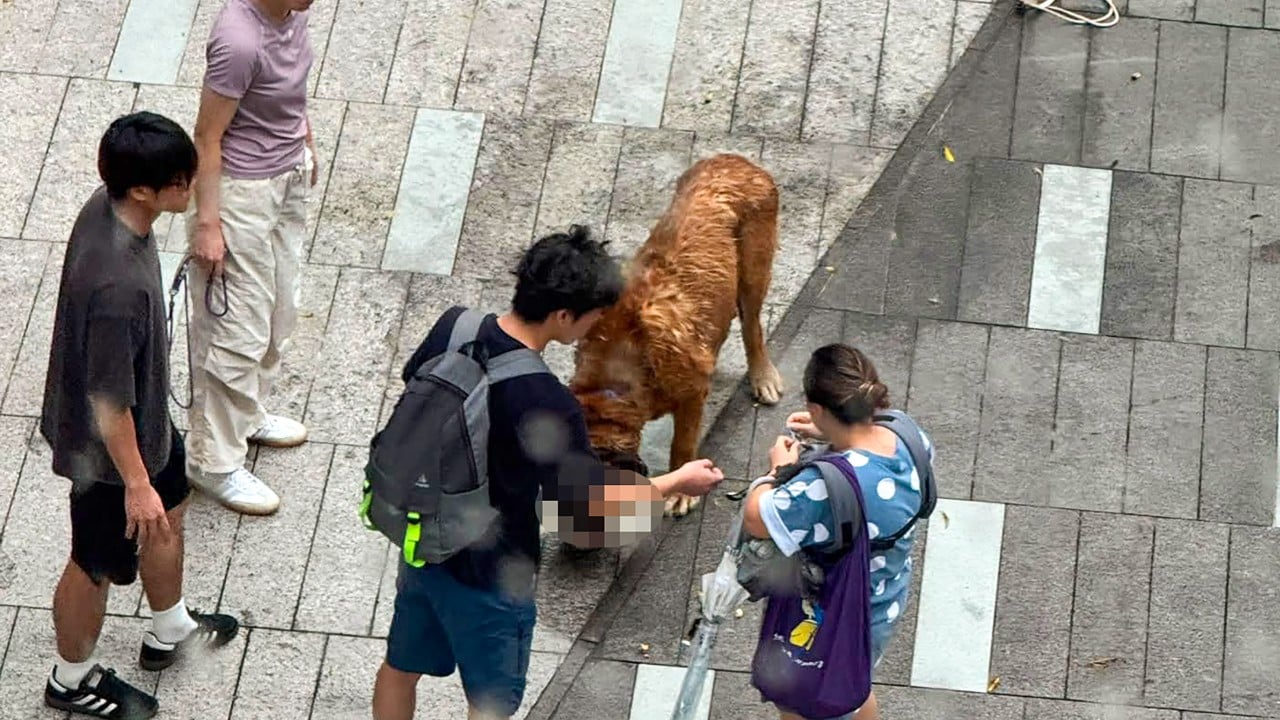 Unleashed 60kg dog runs amok, fatally mauls poodle, bichon frise in Hong Kong