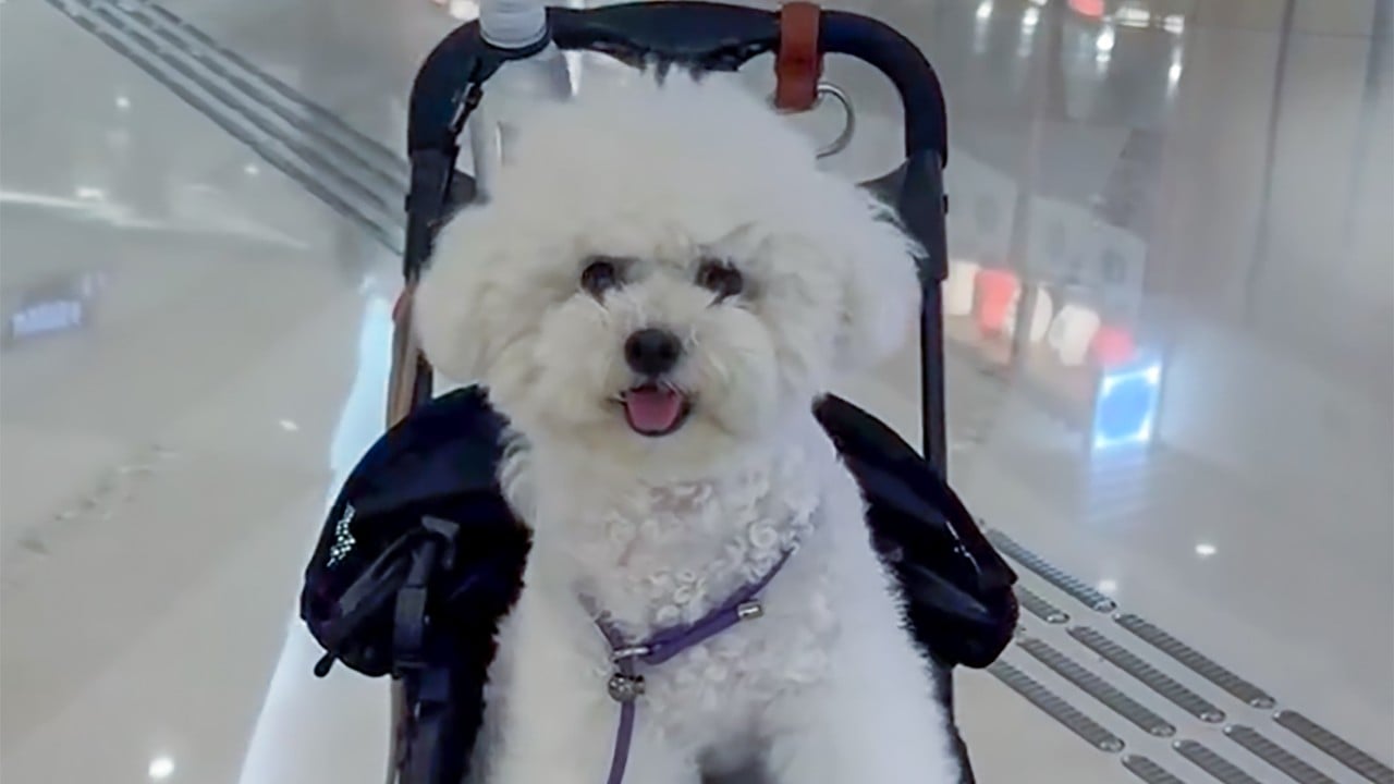 Owner of unleashed 60kg dog arrested after 2 small pets killed in Hong Kong