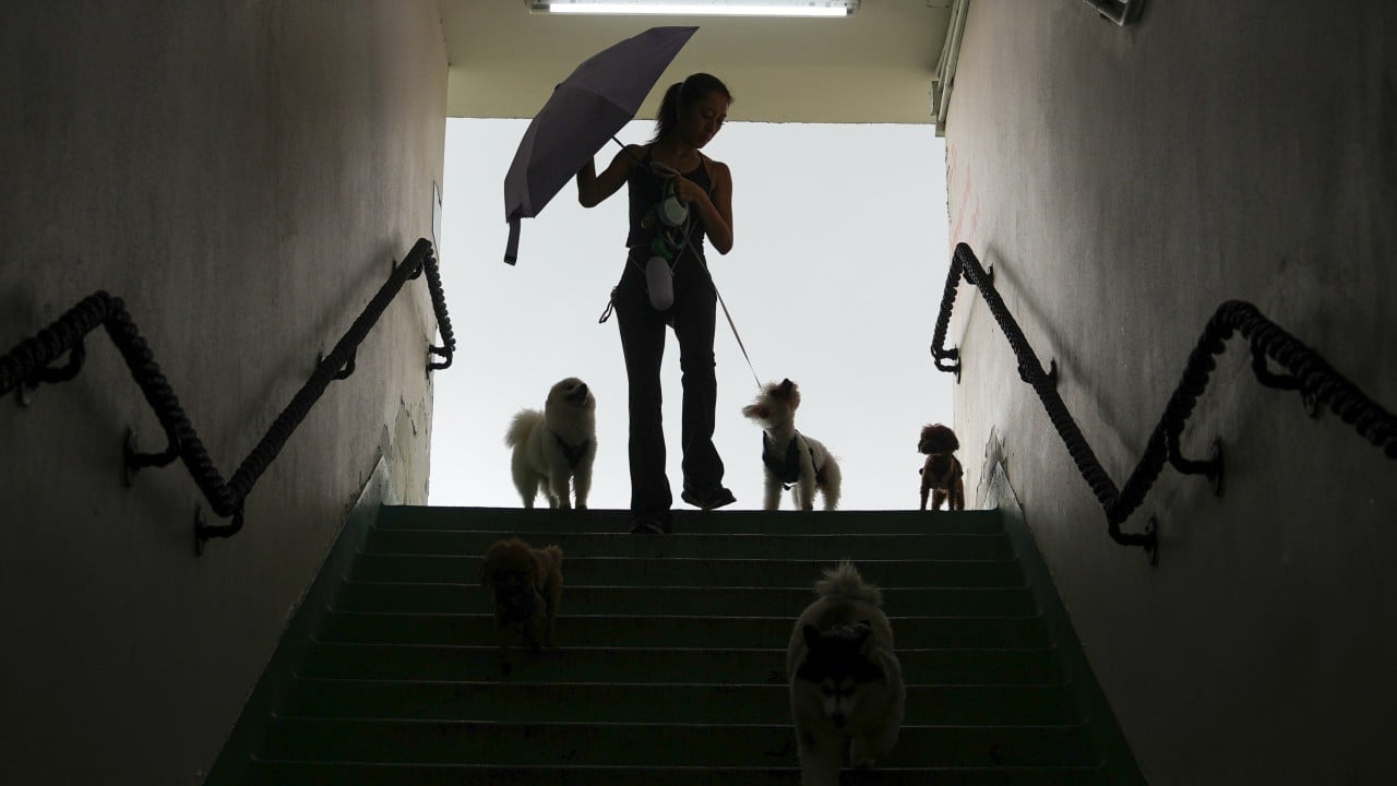 When prey instinct strikes: fast ways to save small pets from big dogs