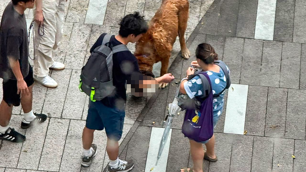 Hong Kong’s John Lee vows to review laws on dangerous dogs after string of attacks