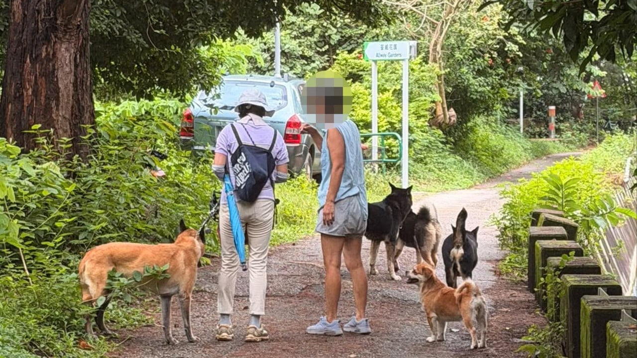 Dog injured, woman bitten in 2 new canine attack cases in Hong Kong