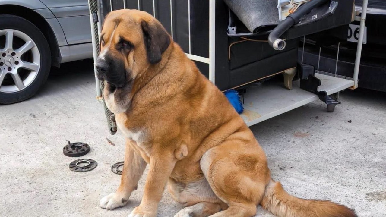 Hong Kong authorities to get tough on careless dog owners during special operations