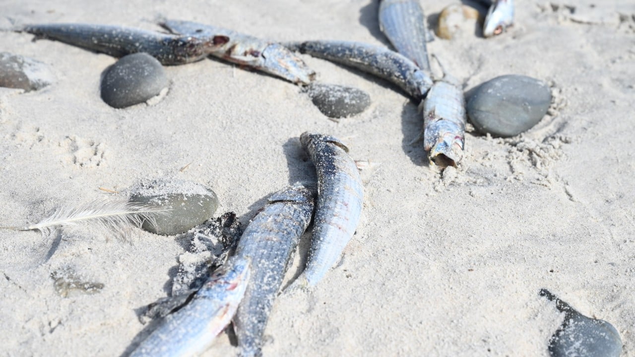 Scientists probe if herpes virus is killing sardines off South Africa