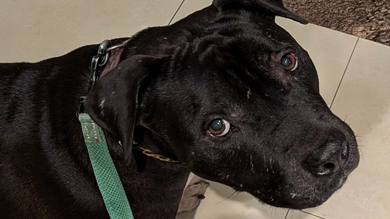 Backlash grows after Hong Kong authorities seize  second ‘fighting dog’ in week