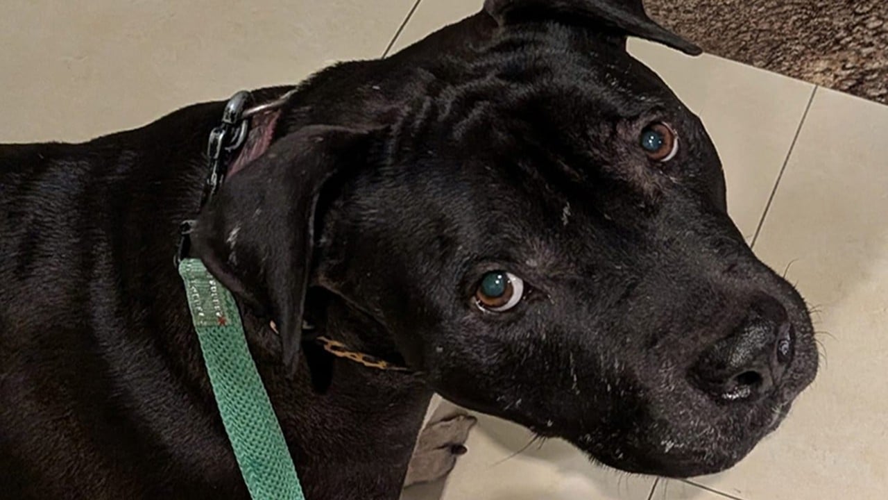 Backlash grows after Hong Kong authorities seize second ‘fighting dog’ in week