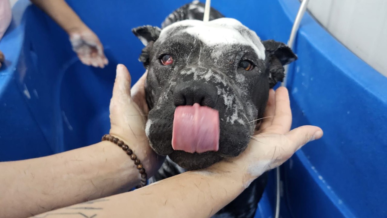 Welfare groups seek clarity on breed classification amid third fighting dog case