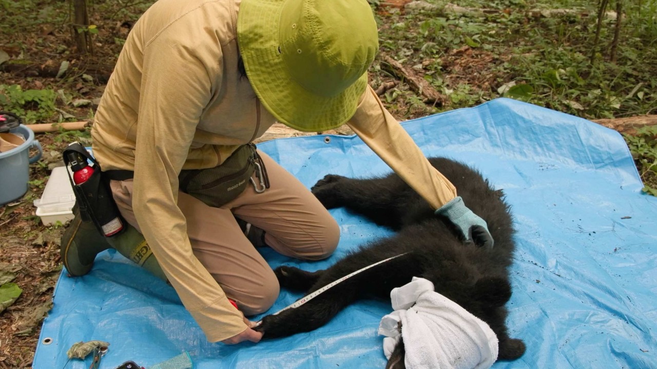 Japan bear project aims to show coexistence, not culling, can prevent attacks