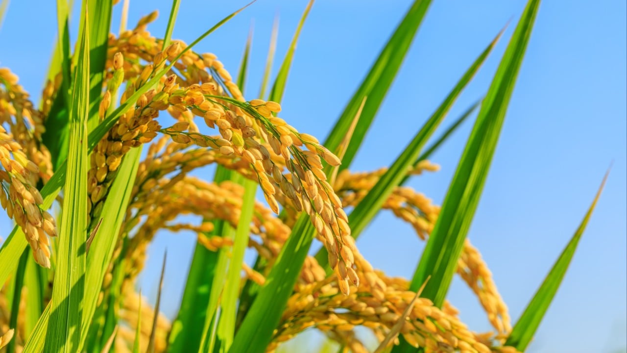 Chinese research team may have cracked secret to crossbreeding Asian and African rice