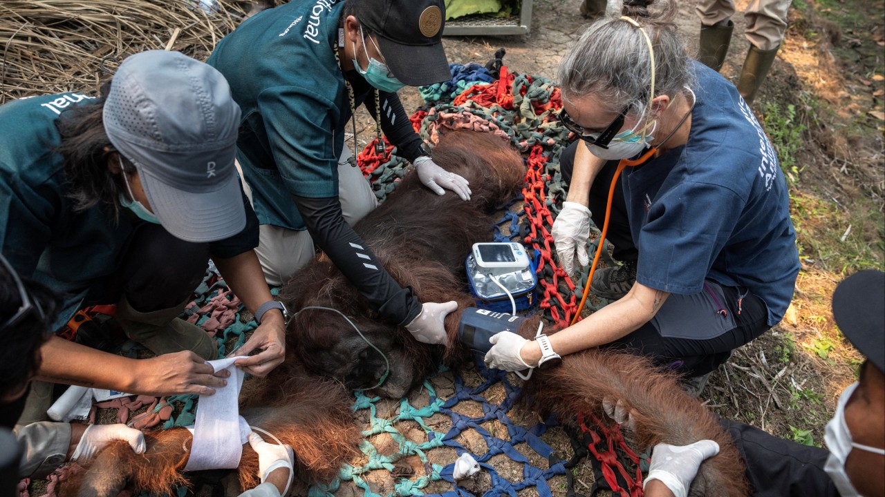 Orangutan in Indonesia dies after exposure to haze fires, abnormalities in lungs