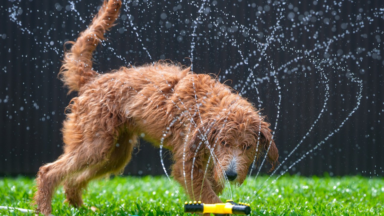 How to take care of your dog during Hong Kong’s summer heat and thunderstorms