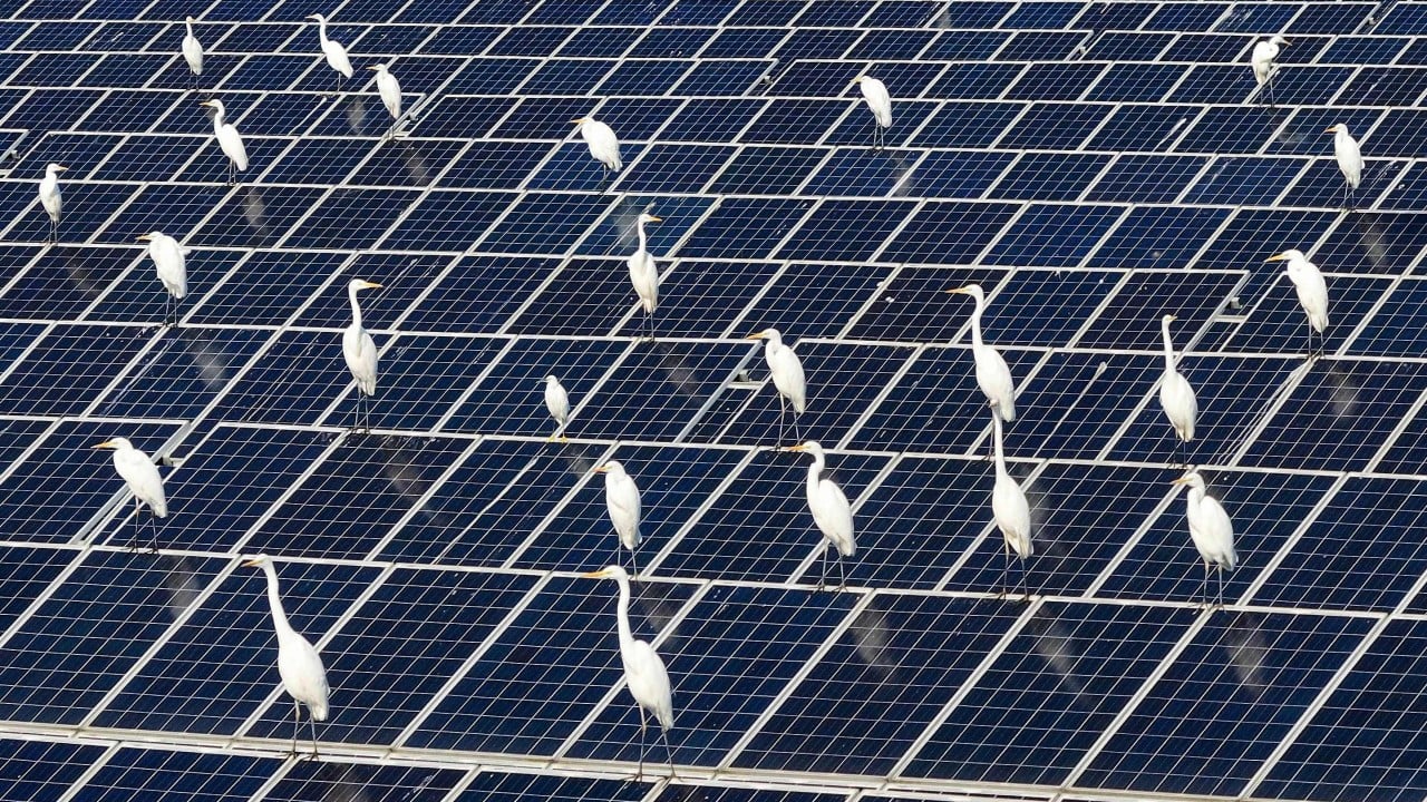 Study that argued China’s solar policy hurt birds may have miscounted 2 billion egrets