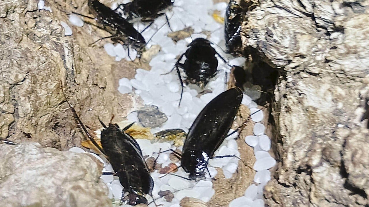 Cold comfort: Japan’s Hokkaido battles cockroach surge amid global warming