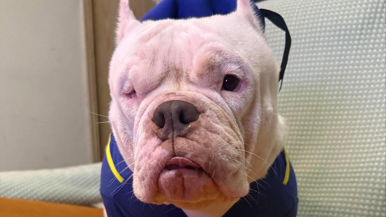 ‘A victim’: American Bully dies in surgery, owners question fighting dog rules