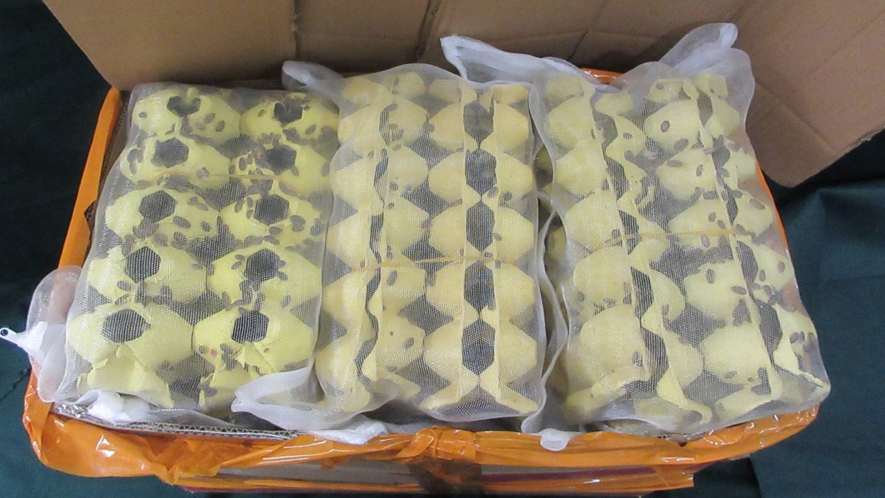 Hong Kong customs seizes 200 crickets, 13kg of cockroaches at border checkpoint