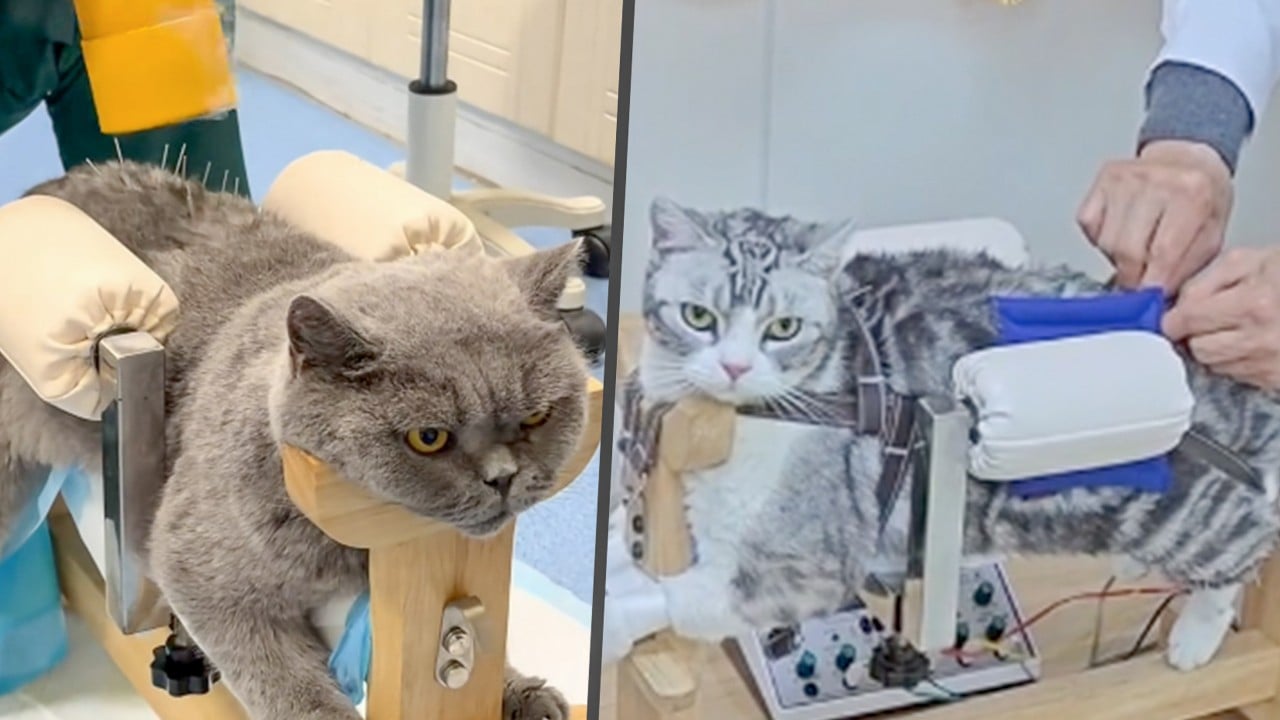 More Chinese pet owners choose TCM for chronic pet illnesses using herbs, bee stings, acupuncture