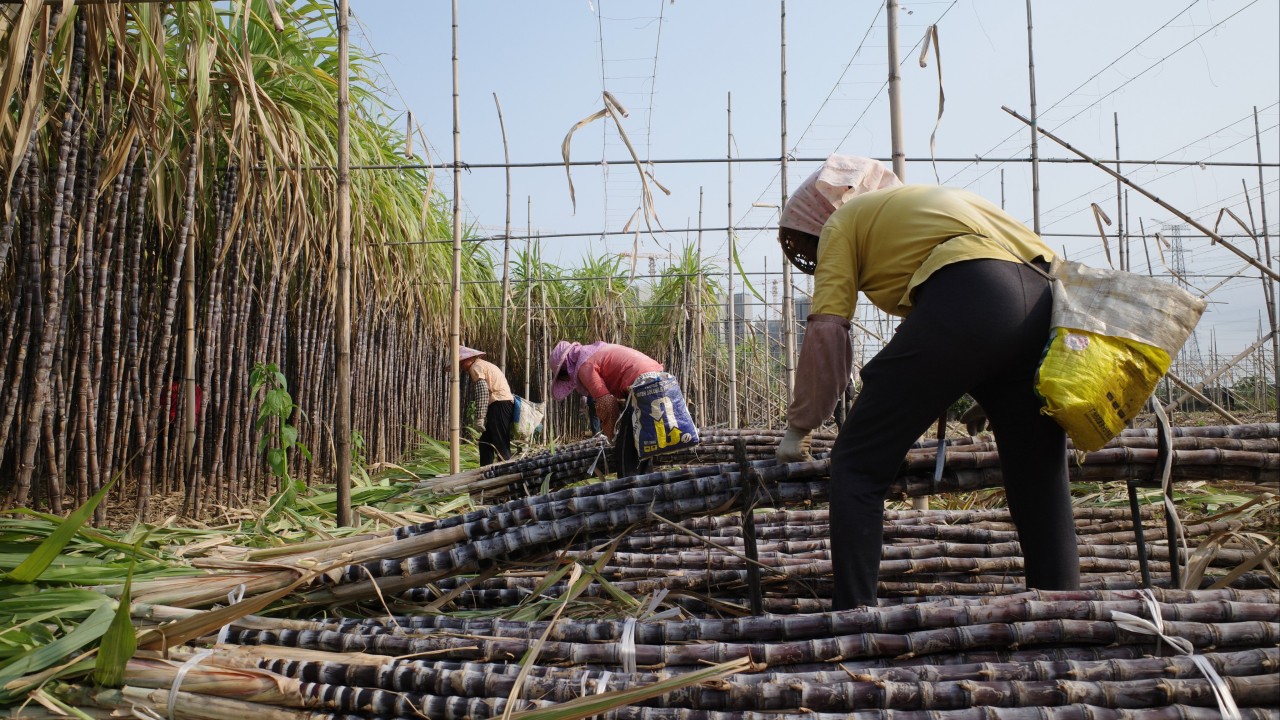 Why China’s sugar stockpiles may blunt an El Nino-fuelled global supply crunch
