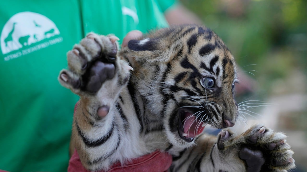 Endangered Sumatran tigers born in Greece as zoos build safety net
