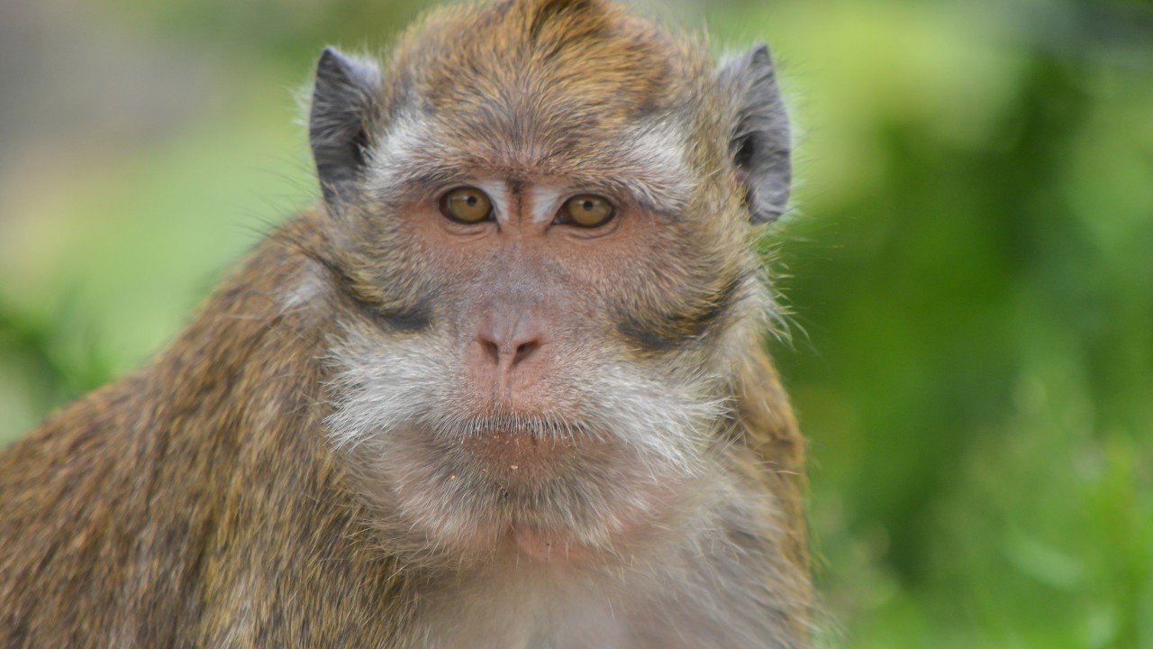 China needs monkeys: lab animal shortage could hinder biotech growth