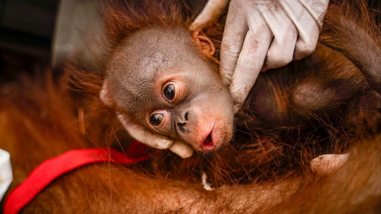 Indonesia rescues 6 orangutans from forest fires in a week