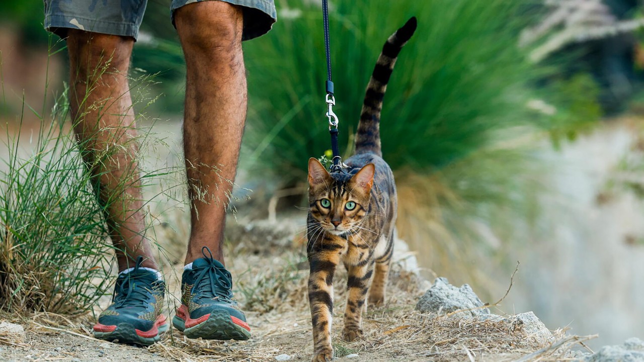 Should you walk your cat? Los Angeles pet owners and vets weigh in