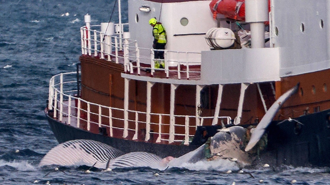 Iceland’s whaling ban plan threatens to leave Japan alone in defending industry