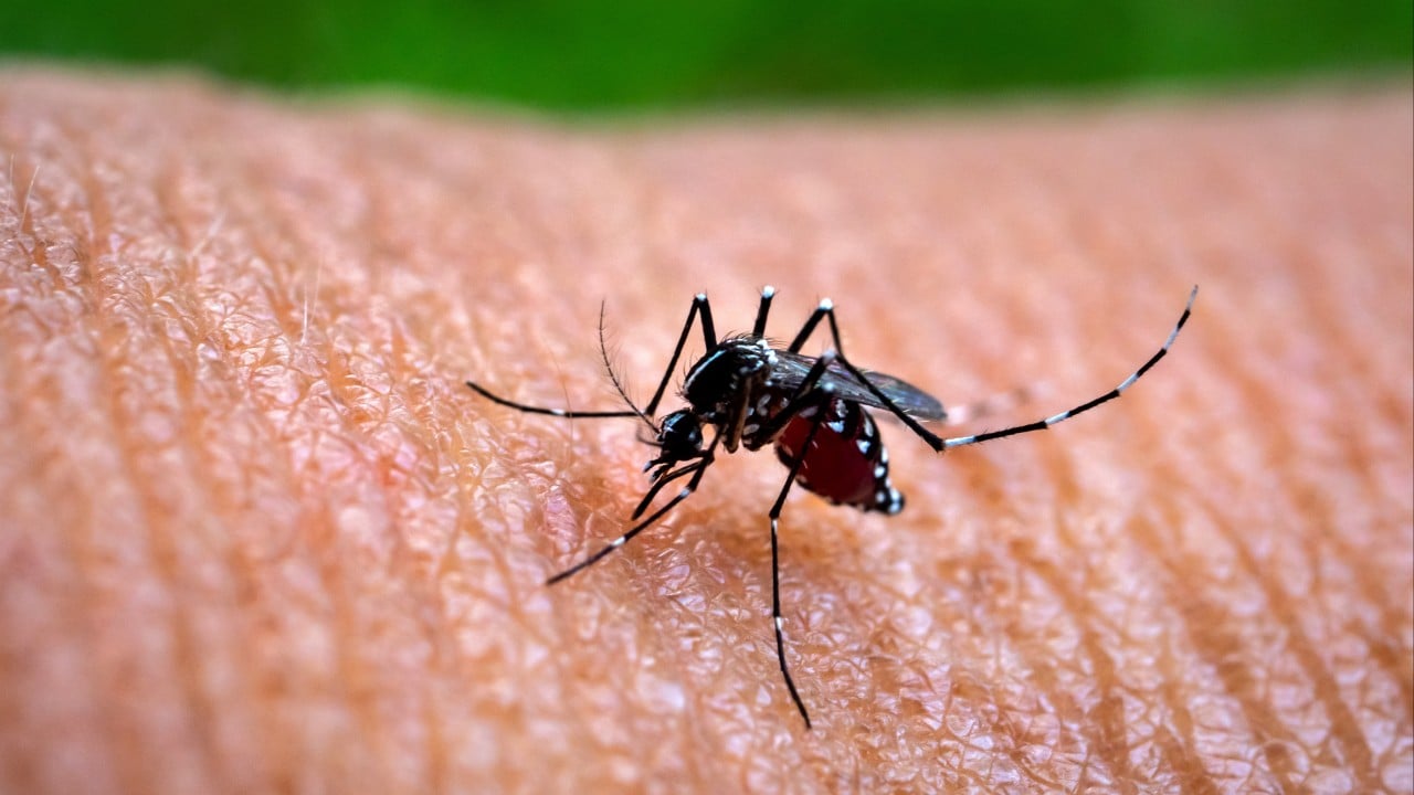 Doctors urged to test for chikungunya as Hong Kong detects first local 2026 case