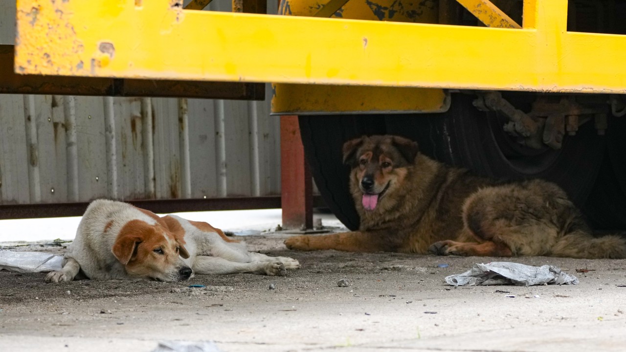 Shelters warn against poor treatment of warehouse guard dogs in New Territories