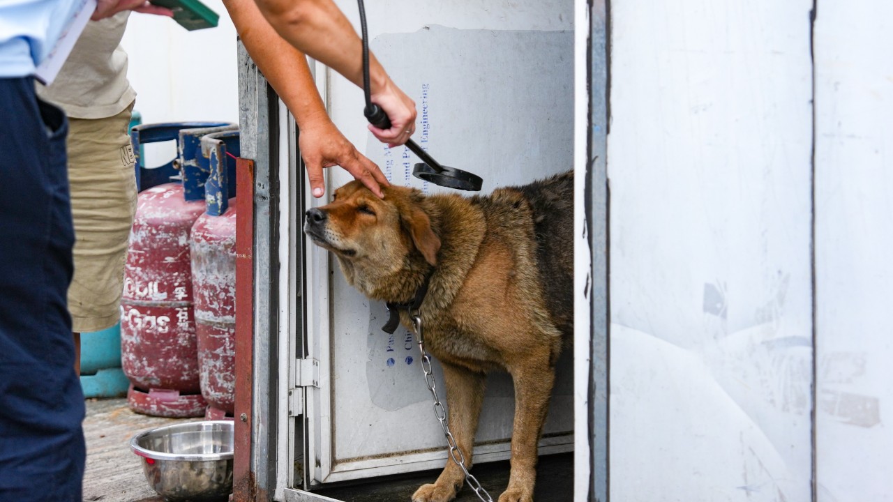 Search for stray dogs expanded as new CCTV cameras installed in Yuen Long