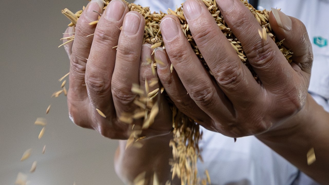 Can China’s grain reserves protect food security against El Nino?