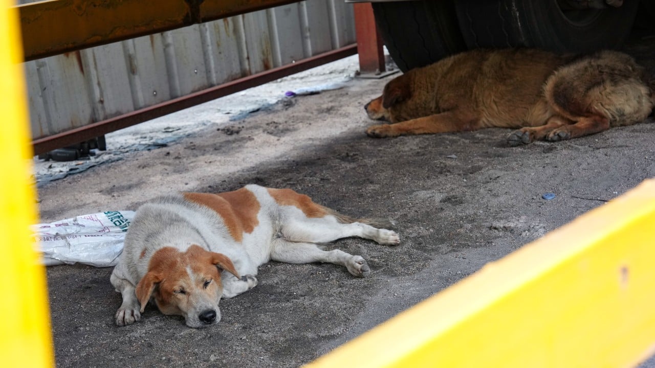 Hong Kong’s animal welfare laws fail to meet modern demands, experts say