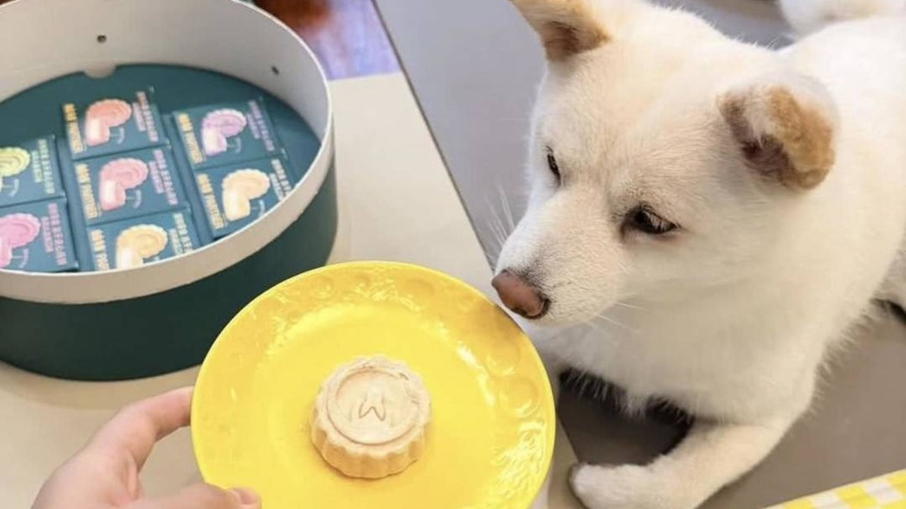 Mooncakes for the dog? How China is reinventing its iconic festive snack