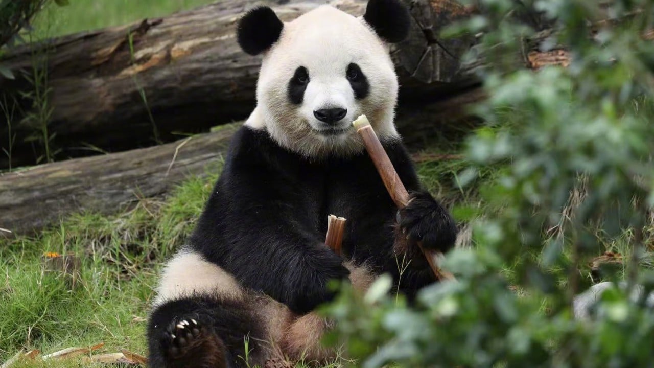 Giant pandas Ping Ping and Fu Shuang touch down in the US under new loan deal
