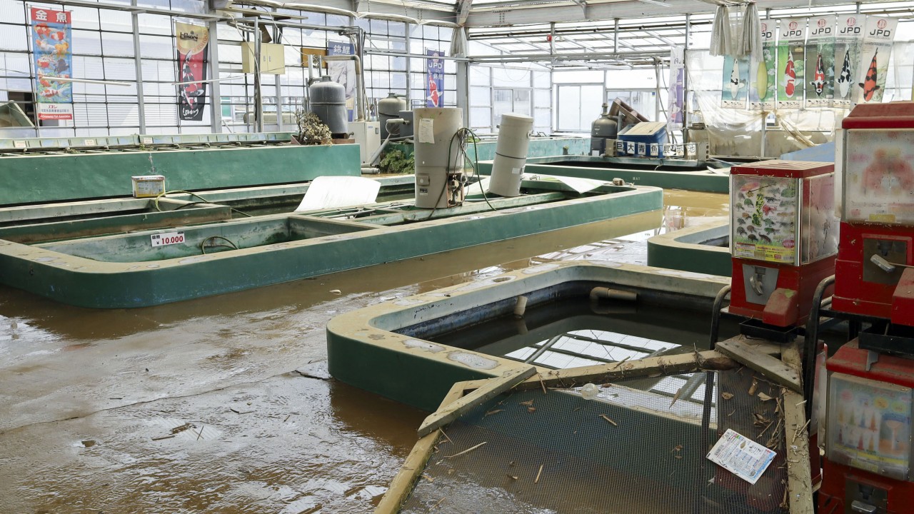 Japanese carp farm loses 100,000 Nishikigoi in Typhoon Dujuan flood