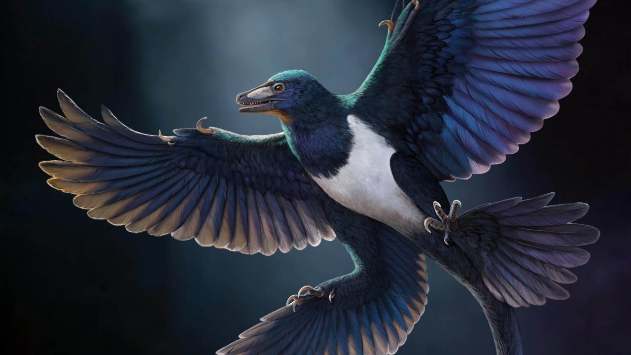 4-winged fossil found in Liaoning challenges single origin of dinosaur flight