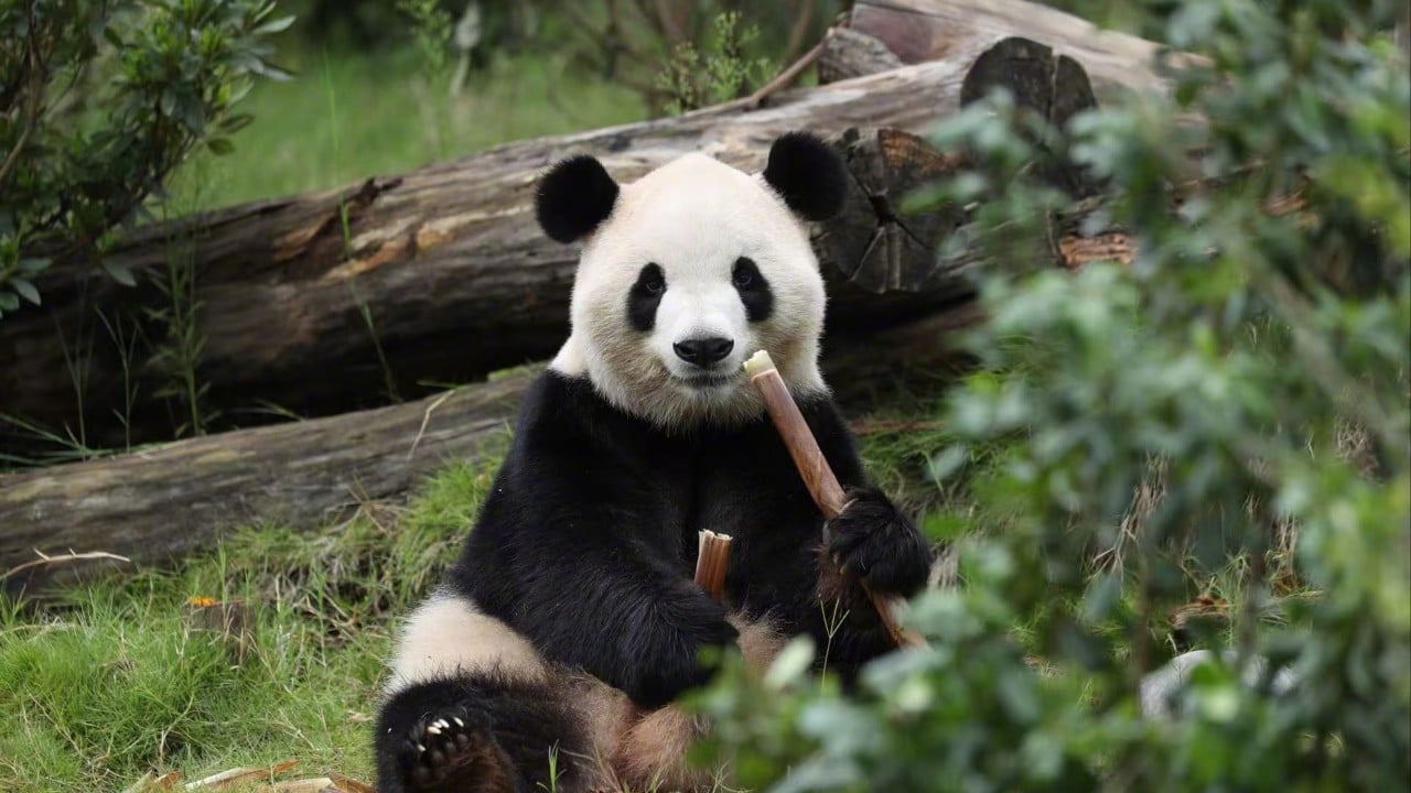 Panda diplomacy: all the countries currently hosting China’s beloved ambassadors