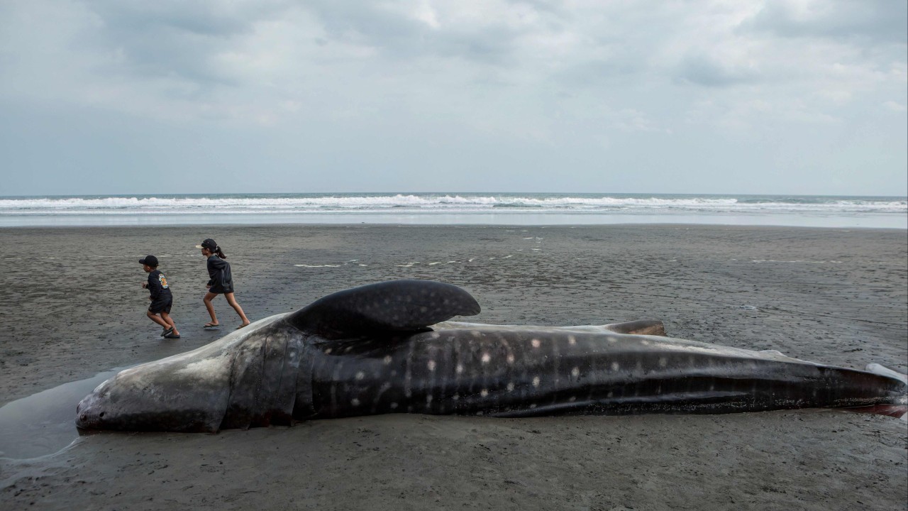 5 dead in 3 weeks: are Indonesia’s whale strandings on the rise?