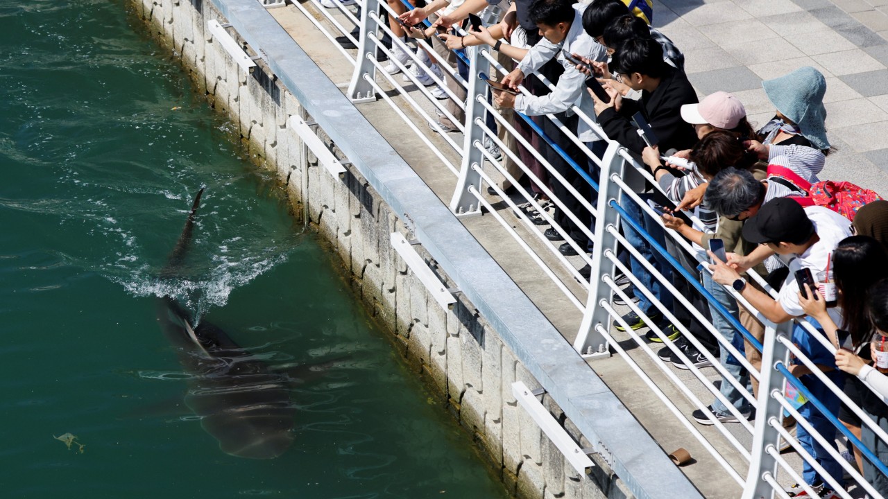 Shark remains stranded in South Korean canal after second rescue attempt