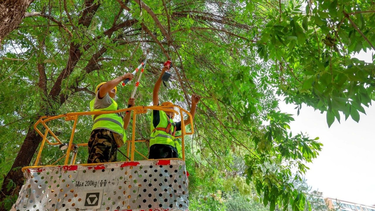 Beijing fights invasive moths with parasitic wasps and caterpillar-catching contests