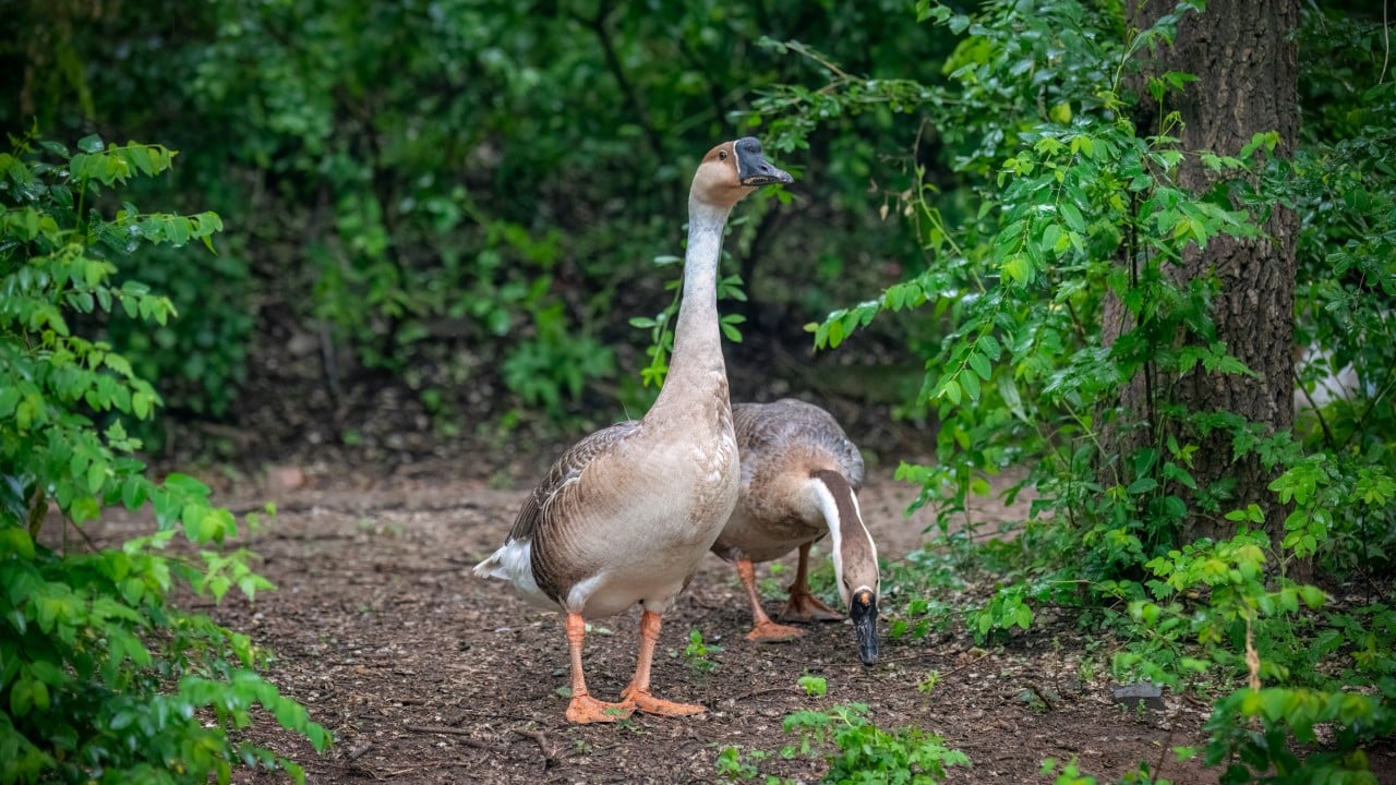 Climate change and farming gave rise to ‘genetically distinct’ Beijing swan goose: study