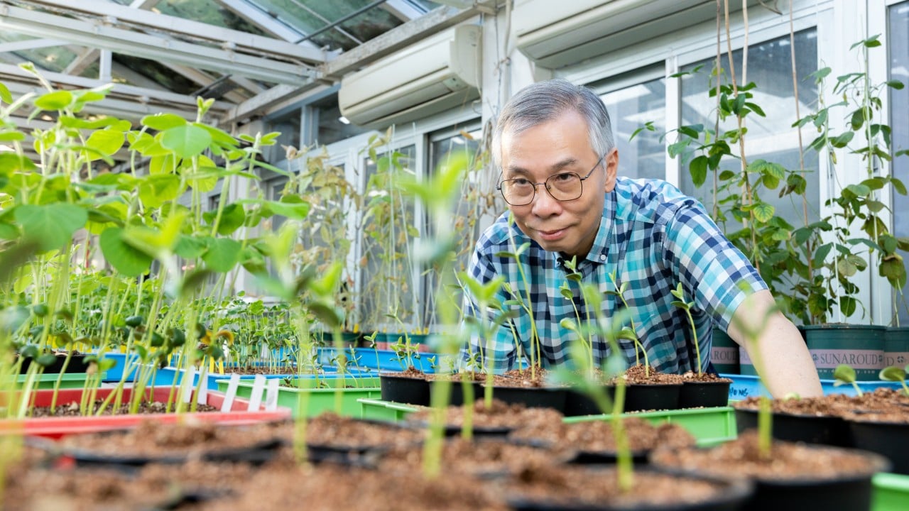 Spirit of Hong Kong Awards: scientist’s soybean research pushes agricultural frontier