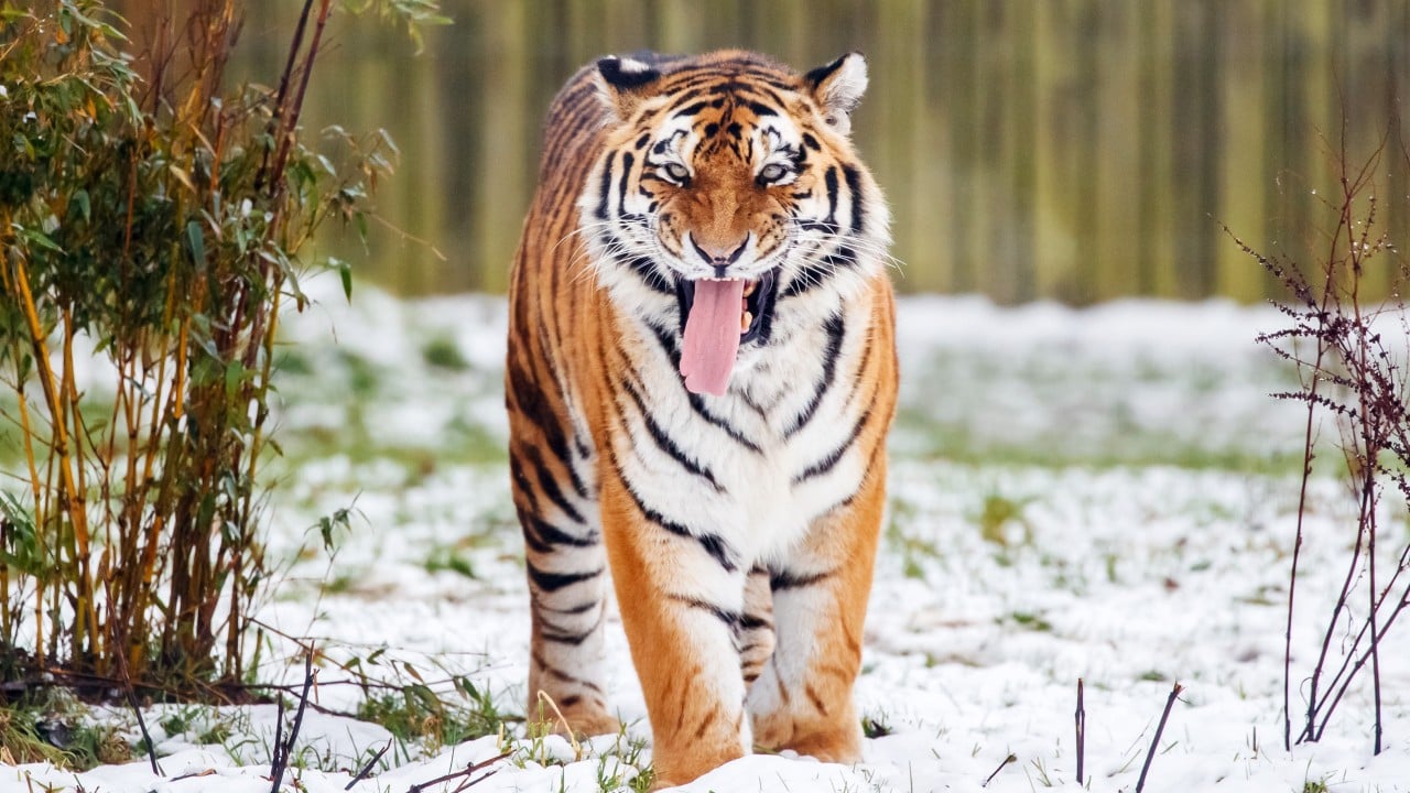 Tiger kills man who entered big cat enclosure at UK wildlife park