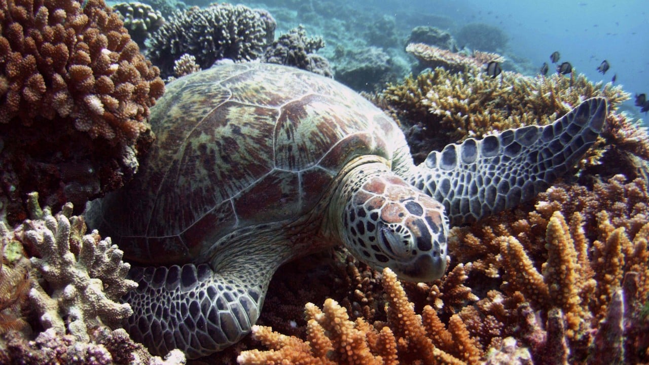 Unsung turtle conservation heroes in Malaysia’s Sabah unite to fight poachers