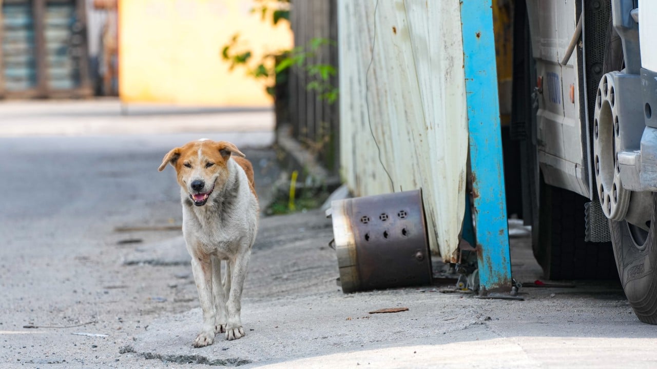 Nearly 1 in 3 unattended dogs captured in Hong Kong euthanised this year