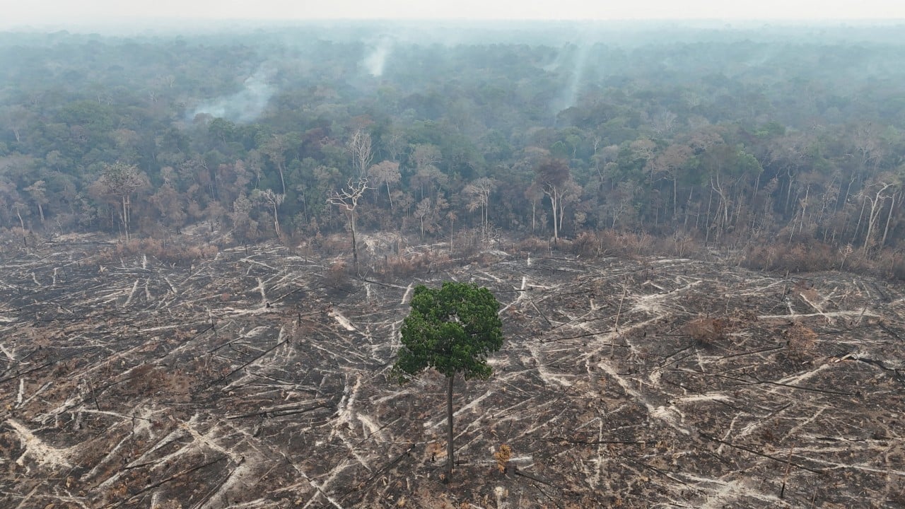 Global deforestation fell in 2025, but Congo Basin losses surged