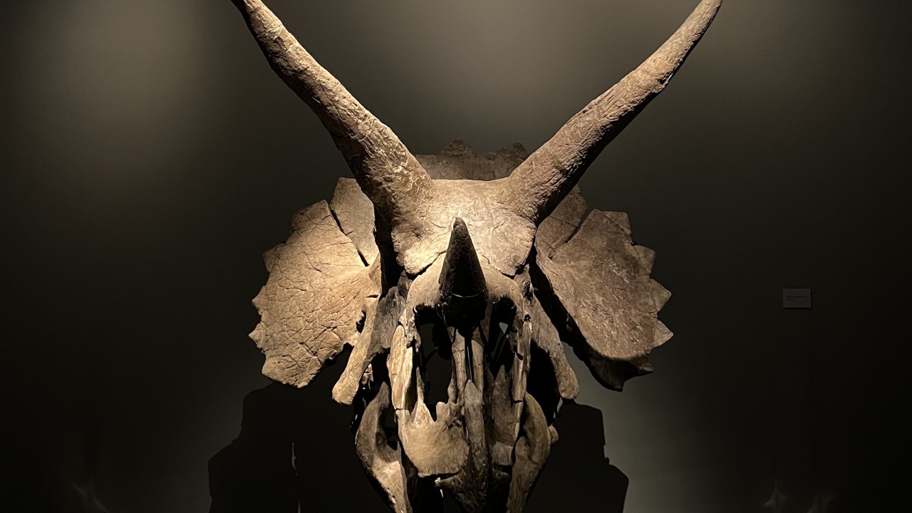 Dino-mite treasures: inside Singapore’s ‘Fort Knox’ storing playthings of ultra-rich