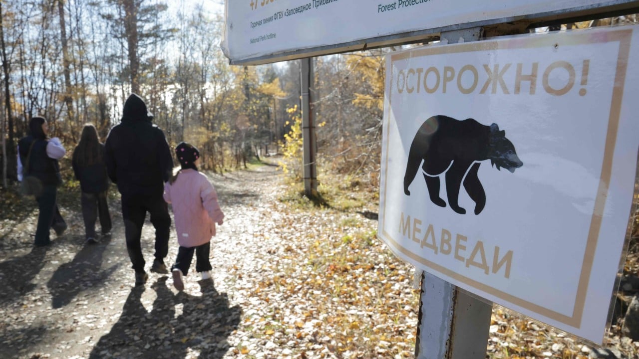 Over 3,000 bears culled in Russia after wave of deadly attacks: ‘we’ve never had this’
