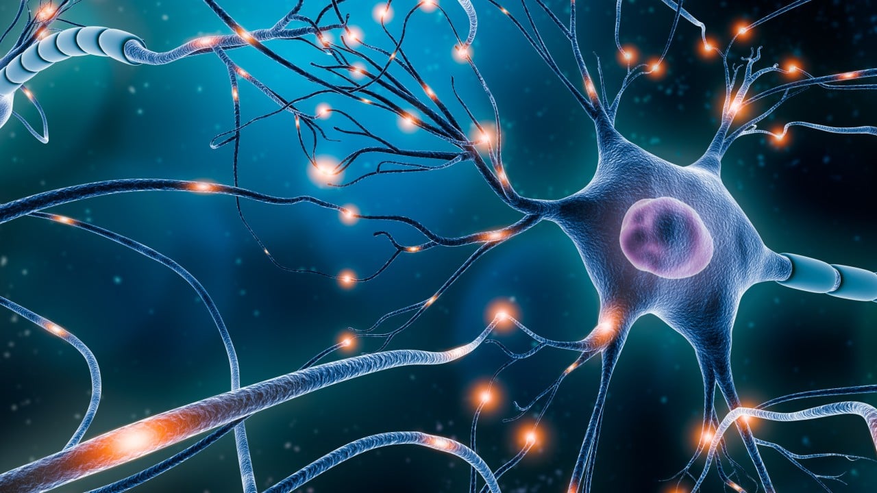 Chinese scientists find neurons may act as minicomputers that help decision-making