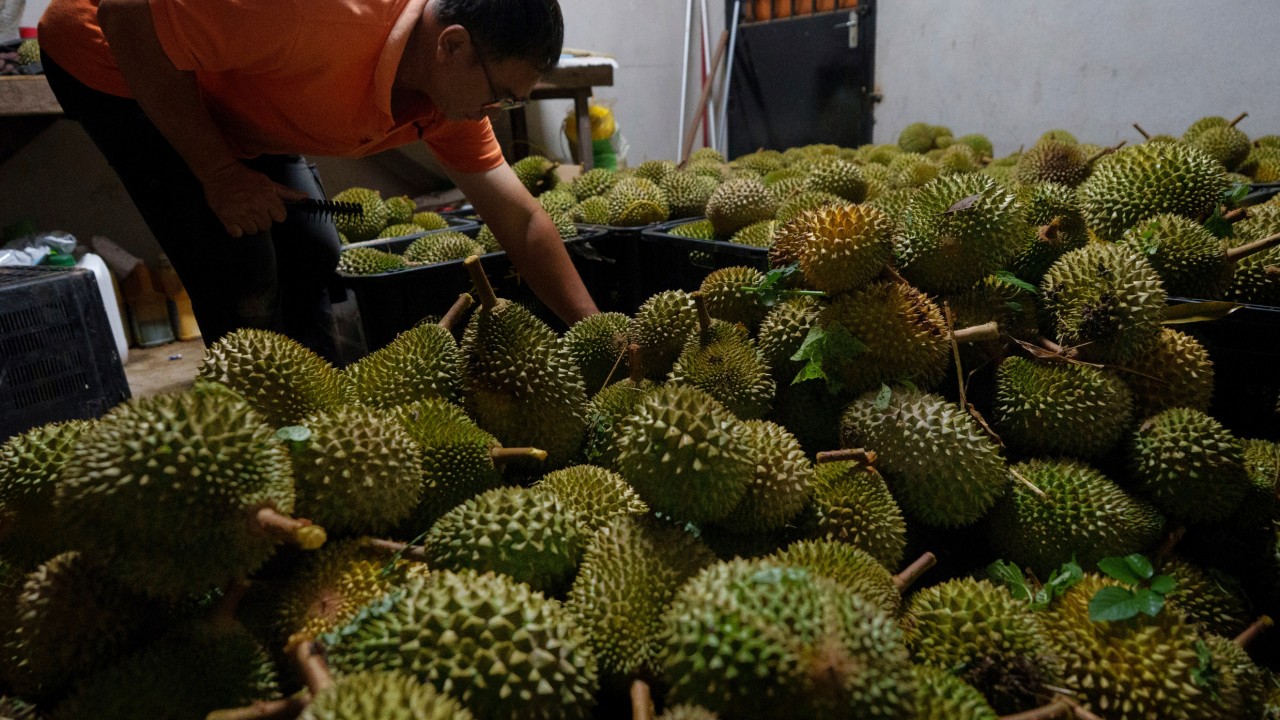 Stinking rich: Malaysia eyes land routes to boost durian trade in China