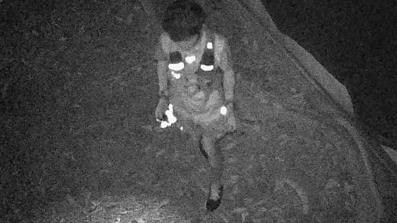 Man arrested over suspected rat poison in stray cat food at Kowloon park